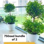 Outdoor Plants Double Head Buy 1 Get 1 Free