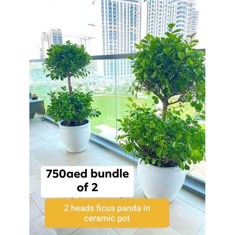 received_891807178475487.jpg Outdoor Plants Double Head Buy 1 Get 1 Free - Image 1