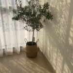 Olive tree in woven basket