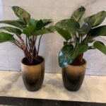 Office Plants Purple Philodendron bundle
