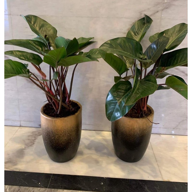 received_912178842821705.jpg Office Plants Purple Philodendron bundle - Image 1