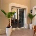 Washingtonia Palm (2pc) Bundle (