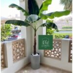 Banana Tree XL