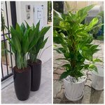Office Plants Bundle plants