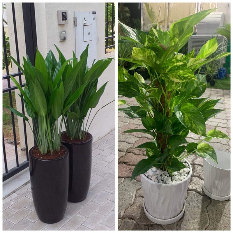 received_975972583299351.jpg Office Plants Bundle plants - Image 1