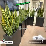 Snakeplant Office Plants in Fiber Long Each - Image 3