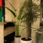 Office Plants Travellers Palm + Olive Bundle in 2.5m to 3m PROMO (SAVE 800DH)