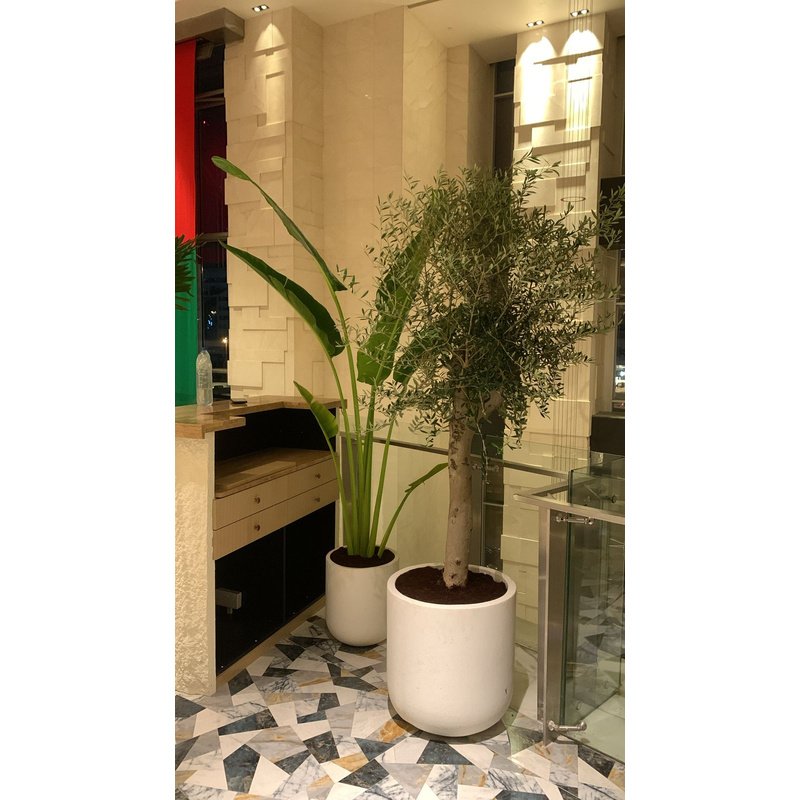 rn-image_picker_lib_temp_043c9991-be9e-4dc5-9bdd-c96d9b118321.jpg Office Plants Travellers Palm + Olive Bundle in 2.5m to 3m PROMO (SAVE 800DH) - Image 1