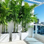 Outdoor Palm 2m to 2.5m Each Pot Price