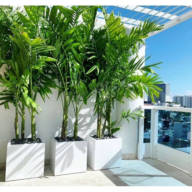 rn-image_picker_lib_temp_04a5da1b-8f22-4535-bec1-6e132758e729.jpg Outdoor Palm 2m to 2.5m Each Pot Price - Image 1