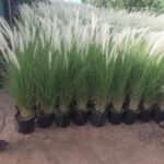 Outdoor Grass