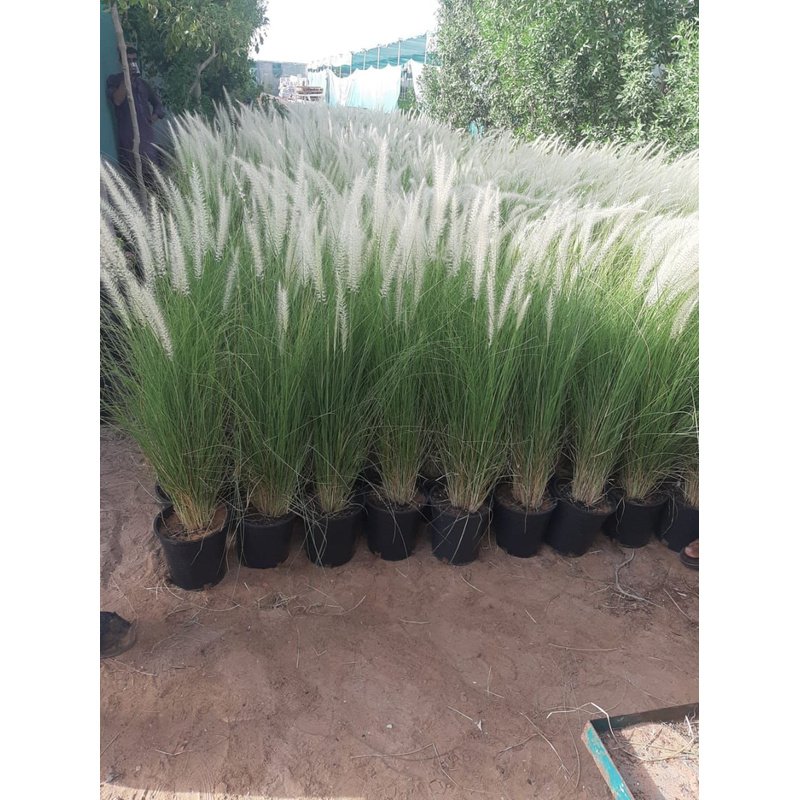 rn-image_picker_lib_temp_09b11fd3-ace5-49fc-9d21-6659e15f5f7c.jpg Outdoor Grass - Image 1