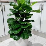 Fiddle in white ceramic  at 130-140cm 199DH