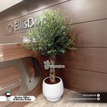 Olive for Office in Ceramic 1.8m to 2m
