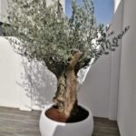 Olive Tree Palestinian Premium Statement Plant on fiber