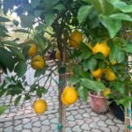 Lemon yellow in Nursery Pot Big Outdoor Plants UAE - Image 6