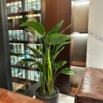 Office Plant Bird of Paradise Premium in Fiber - Image 2
