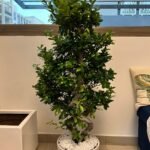 Office Plant Bonsai XXL PROMO