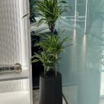 Office Plant Dracaena Dragona