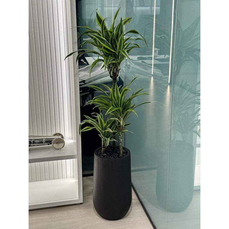 rn-image_picker_lib_temp_2c00e241-59b4-40a8-b143-1bdd1dc15e9f.jpg Office Plant Dracaena Dragona - Image 1