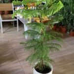 Christmas Pine Tree on Promo