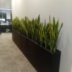 Snakeplant Office Plants in Fiber Long Each - Image 2