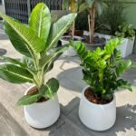 Office Plant Air Purifying Bundle 2pc New