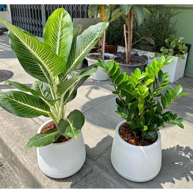 rn-image_picker_lib_temp_333e9d77-e72c-4674-b402-2ddd8d53928b.jpg Office Plant Air Purifying Bundle 2pc New - Image 1