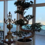 Bonsai Large shape premium in fiber Plants Dubai
