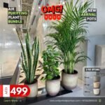 Air Purifying Plant Pet Friendly Bundle in Beige NEW
