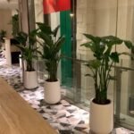 Bird of Paradise Office Bundle in Fiber Pot PROMO