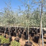 Ghaf Tree Big one in UAE