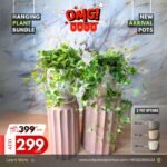 Hanging Plants Bundle NEW