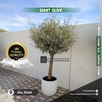 Olive Tree Premium from Spain 30 yr old 2.5m to 3m - Image 3