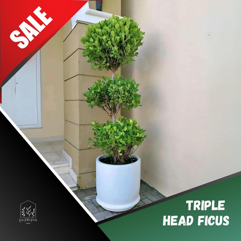 rn-image_picker_lib_temp_411e7ec1-d9f4-480d-8a91-c82b3417f734.jpg Ficus Triple Head in Fiber Premium Quality Outdoor Plant - Image 1