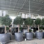 Giant Artificial Olive Trees in Fiber Pot New