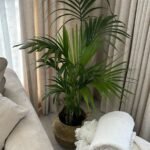 Kentia in Basket