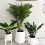 House Plants Premium 3pc set Bundle Best Seller