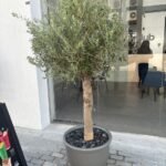 Big Olive Tree in  Premium Pot Plant UAE