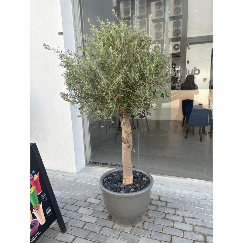 rn-image_picker_lib_temp_4d76939a-2047-4b2a-b27a-29e915d84679.jpg Big Olive Tree in Premium Pot Plant UAE - Image 1