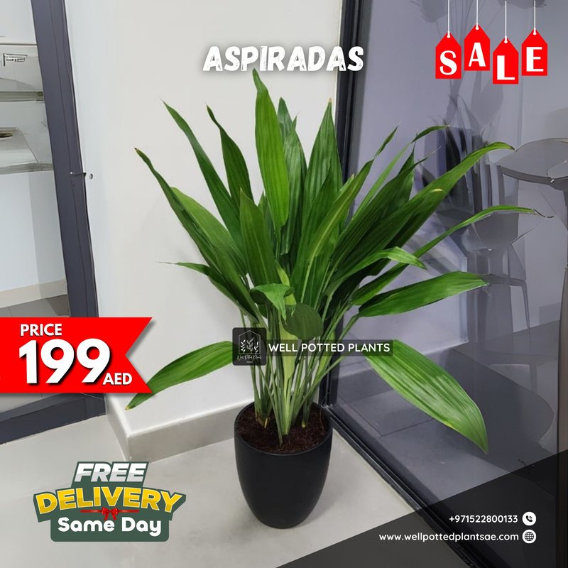 rn-image_picker_lib_temp_4e3940f2-f6c3-4093-b5d8-5cdf475c3b9a.jpg Aspiradas WOW Promo - Image 1