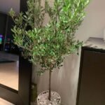 Clearance Sale Medium Olive Tree Wow Sale 💥