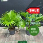 Elephant Palm Bundle 2pc PROMO