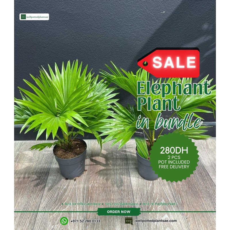 rn-image_picker_lib_temp_57132339-18f0-41d4-bbfa-e08bfcaeb3f8.jpg Elephant Palm Bundle 2pc PROMO - Image 1
