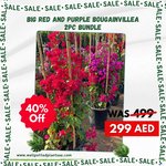 Big Purple + Red Bougainvillea Bundle