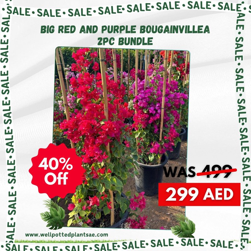 rn-image_picker_lib_temp_5c9ede6f-1e0b-4653-93f9-1d2d74dae82b.jpg Big Purple + Red Bougainvillea Bundle - Image 1