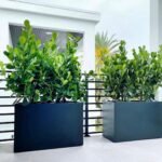 Ficus in rectangle privacy plant UAE