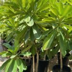 Plumeria XL in Nursery Pot