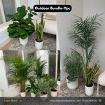 Outdoor Bundle -11pc Plants UAE