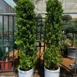 Ficus Giant 2.5m to 3m Premium Outdoor Plant Each Privacy Plant